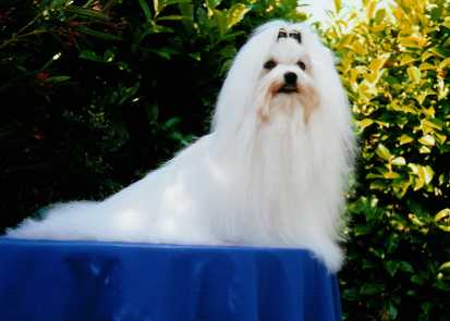 CH. Ophelie de Pyhatunturi